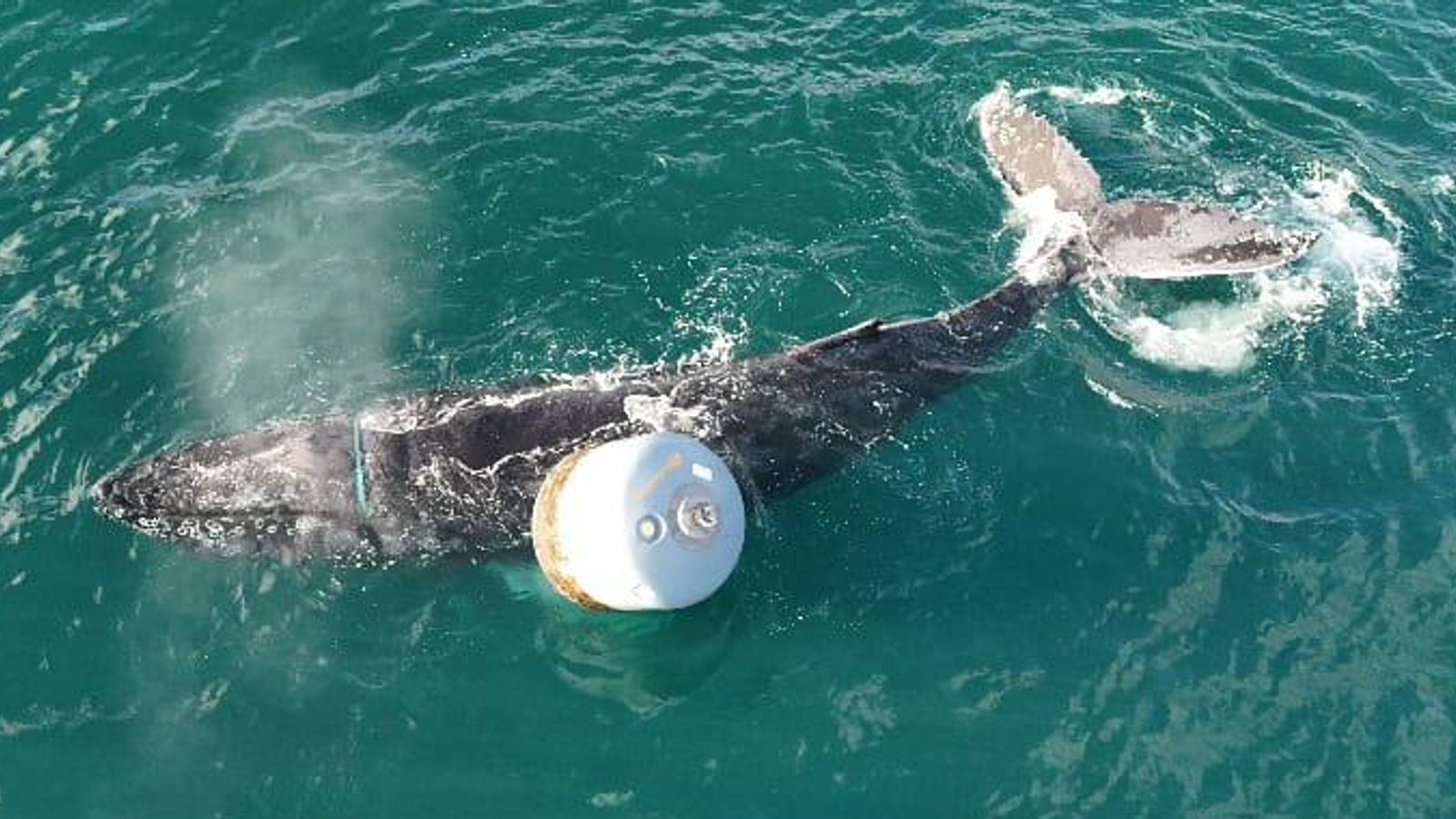 Humpback whale trapped in rope is freed