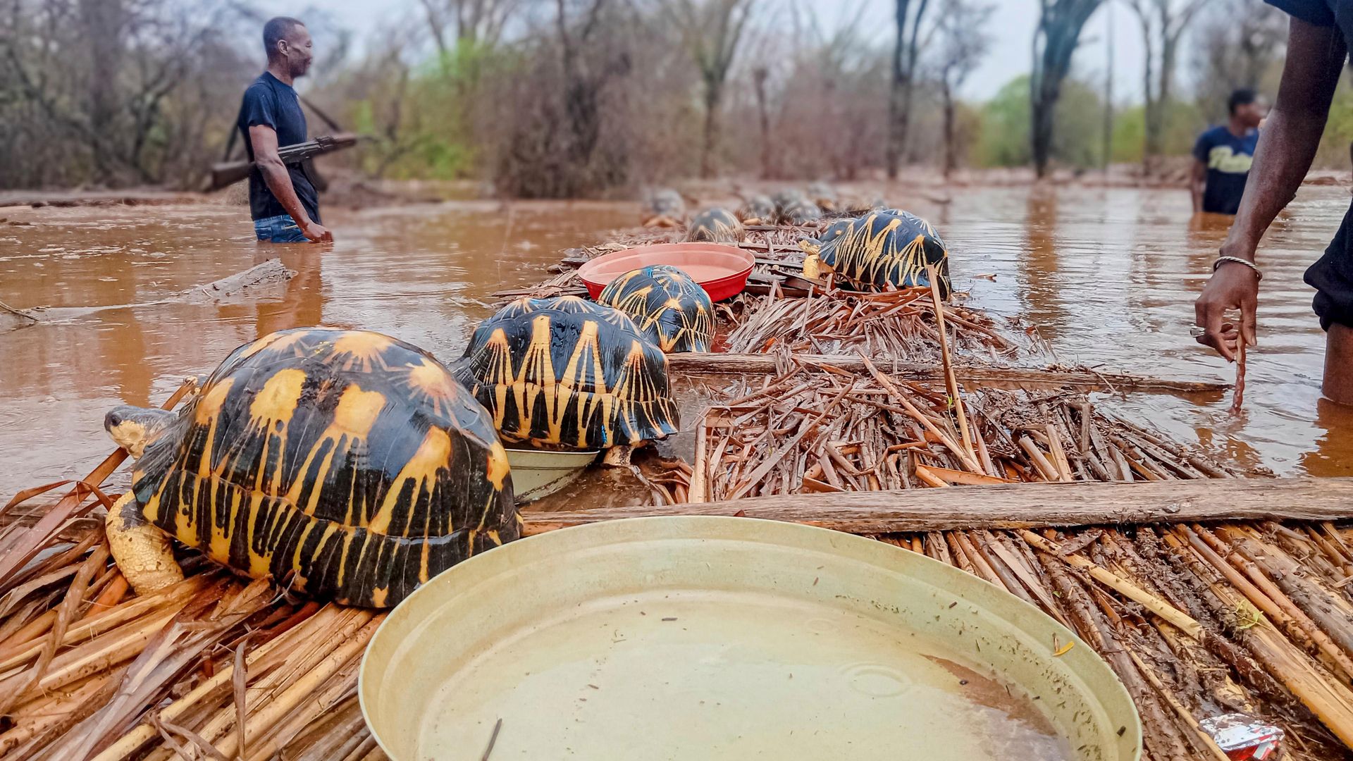 Thousands of endangered tortoises rescued after floods