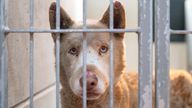 A stray dog found in Altadena with singed fur and burns on all their paws.
Pic: Pasadena Humane 