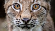 A four-month-old Lynx kitten explores its home in the Bear Wood exhibit at the Wild Place Project in Bristol. Picture date: Wednesday September 22, 2021.