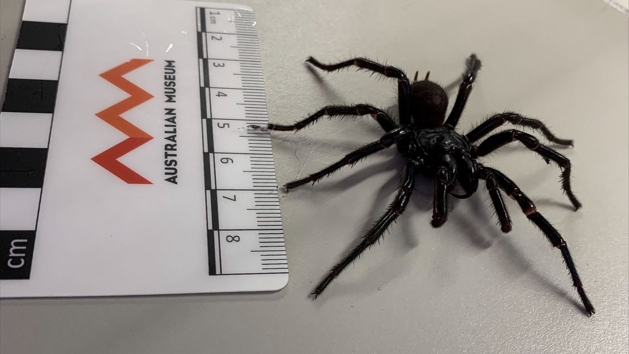 Bigger and more venomous species of funnel-web spider discovered in ...