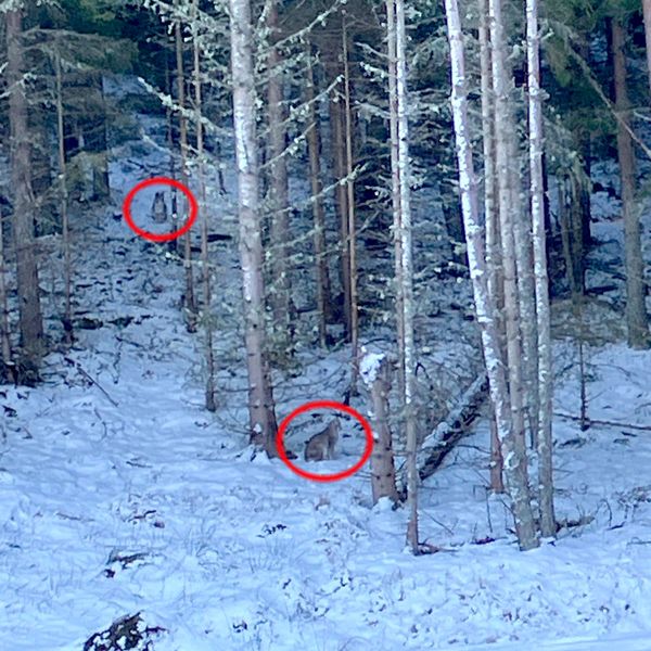 The two lynx can be seen in the trees while they were on the loose in the Highlands. 
Pic: Royal Zoological Society of Scotland