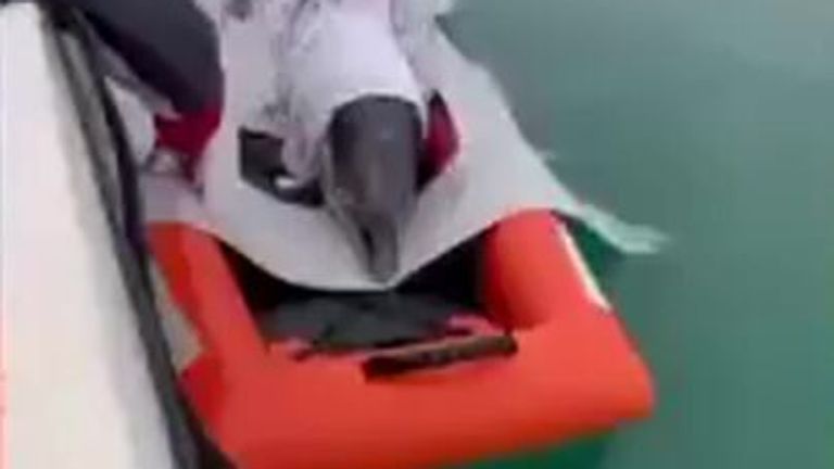 The dolphin was brought to the open sea and freed.
