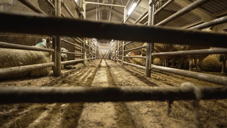 Sheep at the abattoir searched by Greater Manchester Police as part of an operation to combat modern slavery