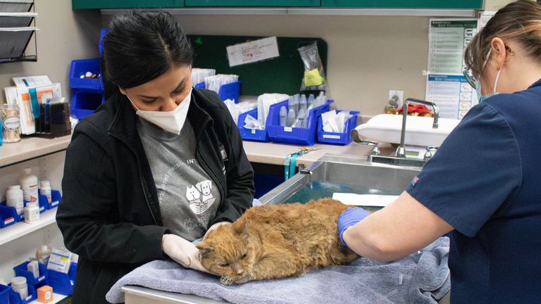 A cat taken to Pasadena Humane was covered in burns.
Pic: Pasadena Humane