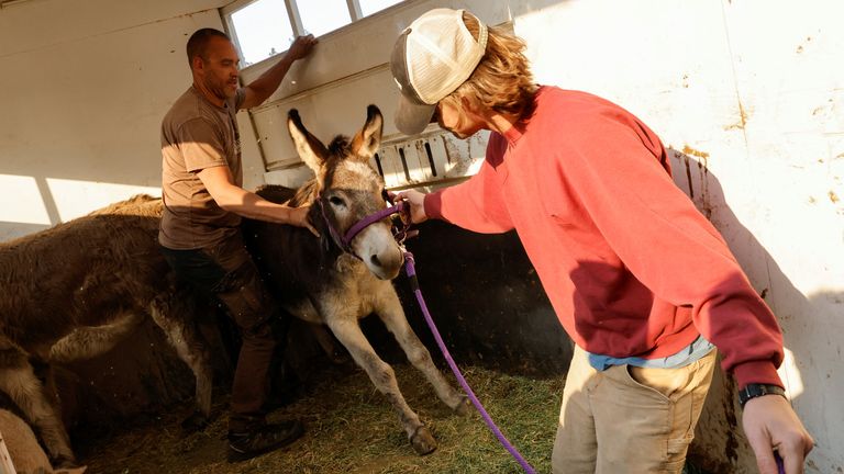 Jeff Murrell (right) helps evacuate a donkey from the fires.
Pic: Reuters/Carlin Stiehl