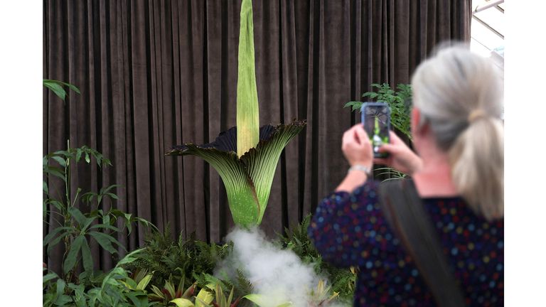 A person takes a photo of the blossoming Bunga Bangkai, nicknamed the 'corpse flower' for its stench, in Sydney, Australia.
Pic: Reuters