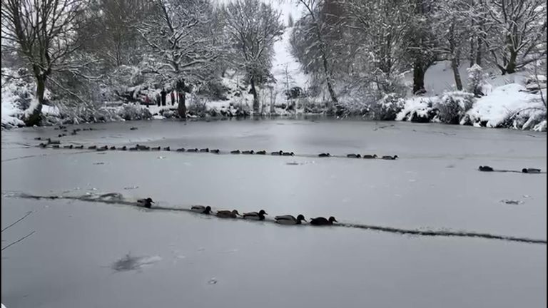 Ducks swim through frozen lake as snow covers Bradford