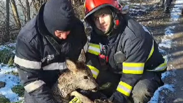 Romanian emergency services rescued a fawn that fell through the ice of a frozen lake and got stuck.