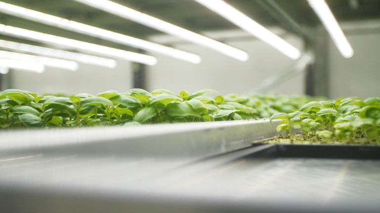 Could this be the future of farming? Inside Europe’s biggest vertical farm | Money News