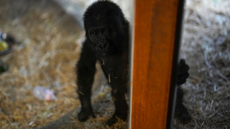 Zeytin, a five-month-old infant gorilla. Pic: AP