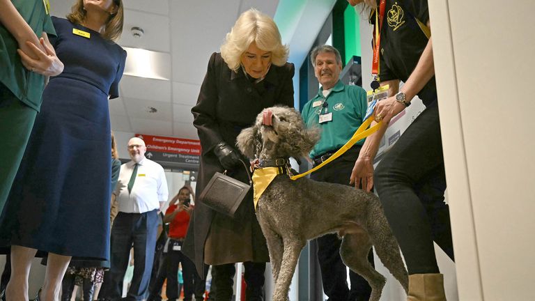 Queen Camilla meets therapy dog Fenton during a tour to officially open the new Emergency Department at Great Western Hospital in Swindon.
Pic: PA