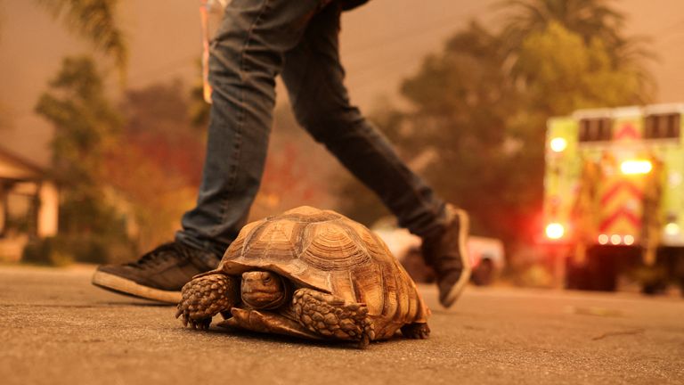 Houdini the tortoise amid evacuations from the Eaton fire.
Pic: Reuters/David Swanson