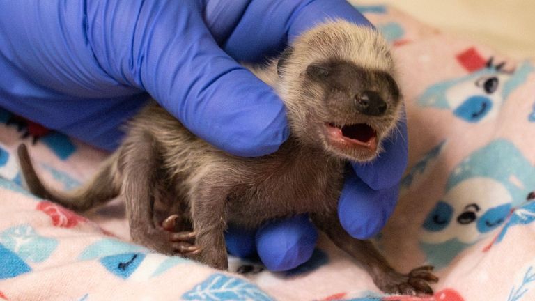 It's not just cats and dogs that animal shelters are helping.
Pic: Pasadena Humane