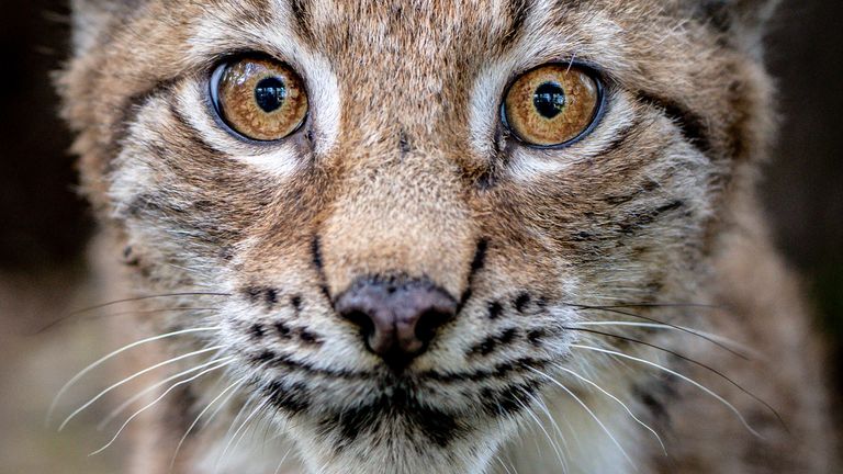 File pic of a lynx. Pic: PA