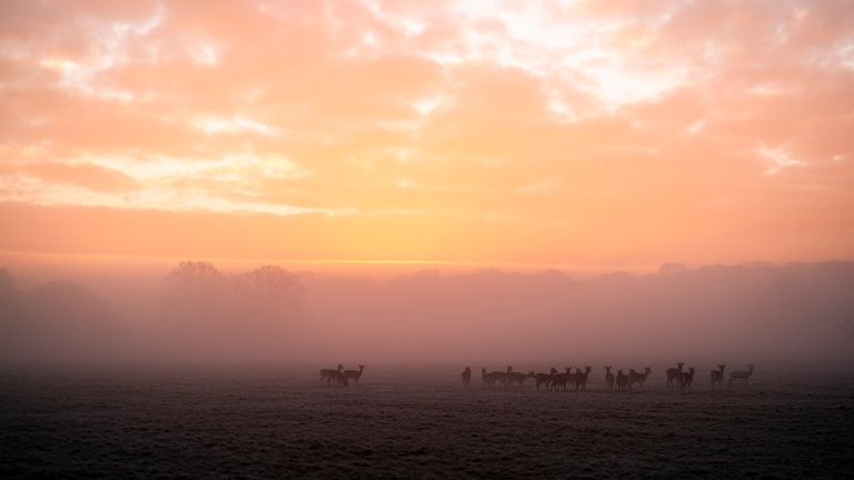 A herd of deer in Richmond Park in southwest London on Sunday morning. Pic: PA