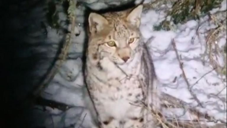 Lynxes caught in Scottish Highlands after being illegally released