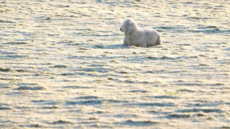 A sheep sits in a frosty field on the Romney Marsh in Kent. The UK Health Security Agency (UKHSA) has issued cold weather health alerts for all of England ahead of a week of low temperatures. Amber alerts have been issued from 12pm on Thursday until January 8, meaning a rise in deaths, particularly among those aged 65 and over or with health conditions, is likely, the UKHSA said. Picture date: Friday January 3, 2025.

