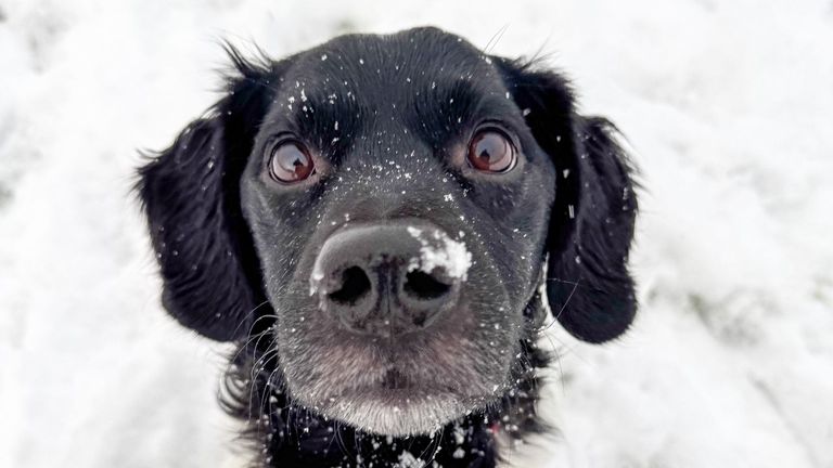 We're in Strathcarron in the North West Highlands and the dogs are called Yerke and Lotte. Their breed is Stabyhoun, and they absolutely love the snow. Pic: Joe Cook