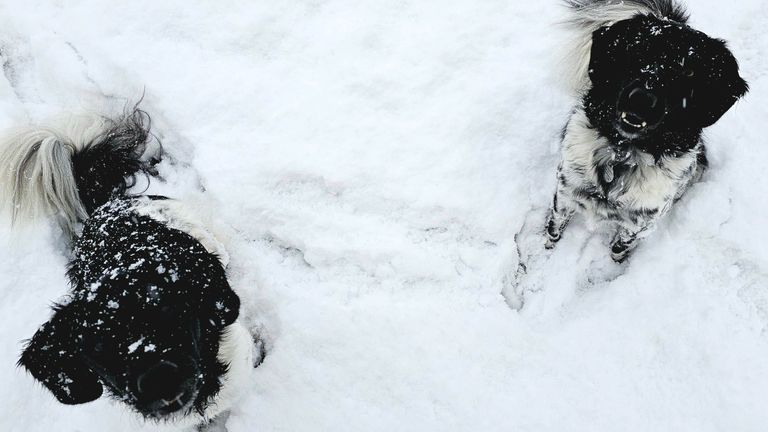 We're in Strathcarron in the North West Highlands and the dogs are called Yerke and Lotte. Their breed is Stabyhoun, and they absolutely love the snow. Pic: Joe Cook