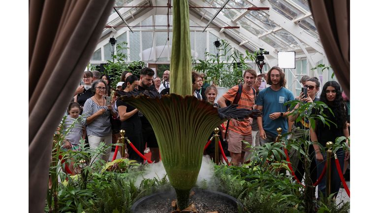 People take photos of the blossoming Bunga Bangkai, nicknamed the 'corpse flower' for its stench, in Sydney, Australia.
Pic: Reuters