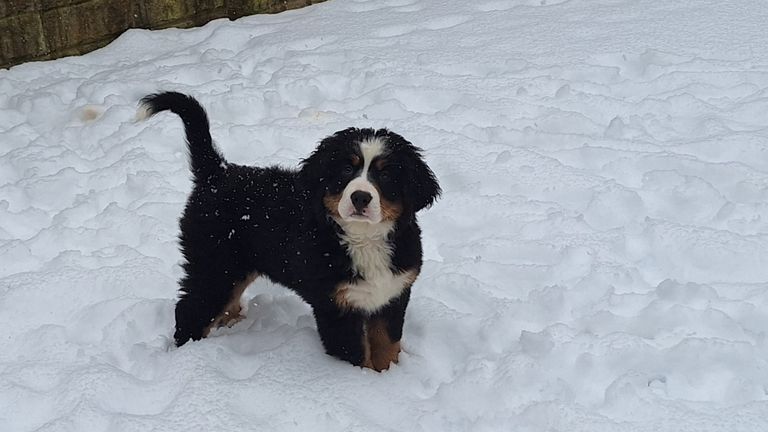Ten-week-old Bernese mountain puppy, Raven, encounters snow for the first time in a garden in Ilkley, West Yorkshire. Pic: PA