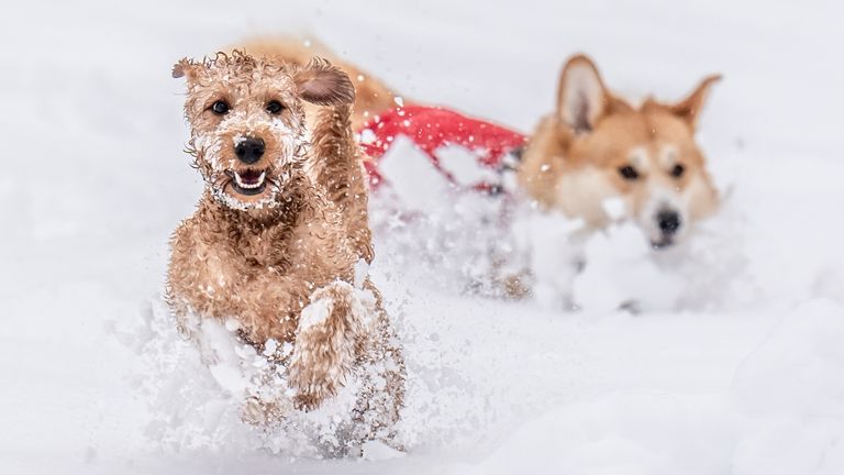 (L-R) Ziggy and Digby play in the snow in Studley Royal Park in North Yorkshire. Pic: PA