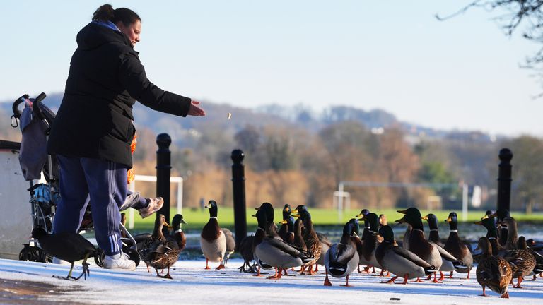 A woman feeds ducks in a frosty High Wycombe Pic; PA 