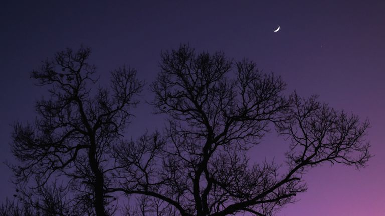 A crescent moon and the planet Venus are seen next to an oak tree in Ellaville, Georgia, U.S. January 3, 2025. REUTERS/Sam Wolfe