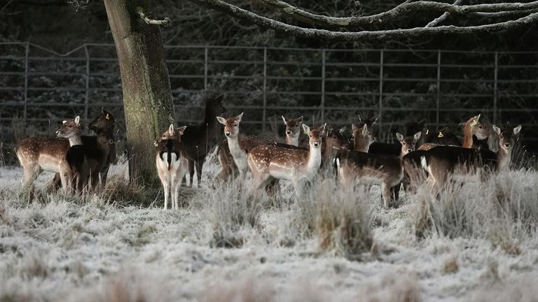 Deer in a frosty Phoenix Park in Dublin, Ireland. A status yellow ice warning is in place on Friday morning for all counties on the island of Ireland, bar Co Fermanagh, with more weather alerts expected. A Met Office alert for icy surfaces is in force from 4pm on Friday until 10am on Saturday, which it said could lead to difficult travel conditions and injuries from slips and falls. Picture date: Friday January 3, 2025.

