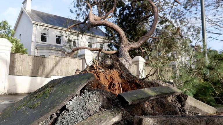 A fallen tree breaks up the pavement during storm Eowyn that hit the country in Belfast, Northern Ireland, Friday, Jan. 24, 2025.(AP Photo)