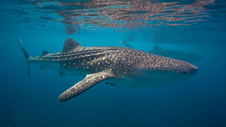 The biggest fish in the world, whale shark (Rhincodon typus) Whale sharks (Rhincodon types) swimming in the Bohol Sea, an are in the Philippines where many of these huge fish can be found. Whale sharks are the biggest fish in the world and are filter feeders. They also bring in lots of tourist money. (Steve de Neef/VWPics via AP Images)


