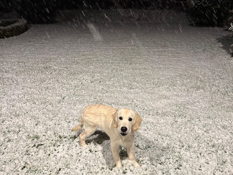 Four month old Sophie has been enjoying her first time in the snow with owner Jason in Cranleigh, Surrey