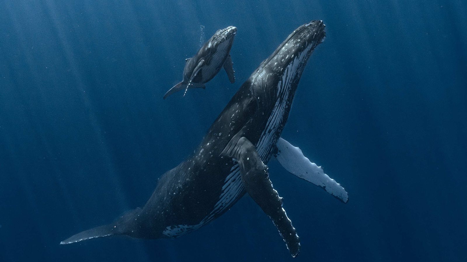 Spanish man crowned Underwater Photographer of the Year for humpback whale image