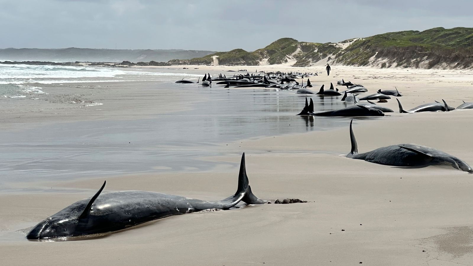 More than 150 false killer whales stranded on remote beach in Tasmania