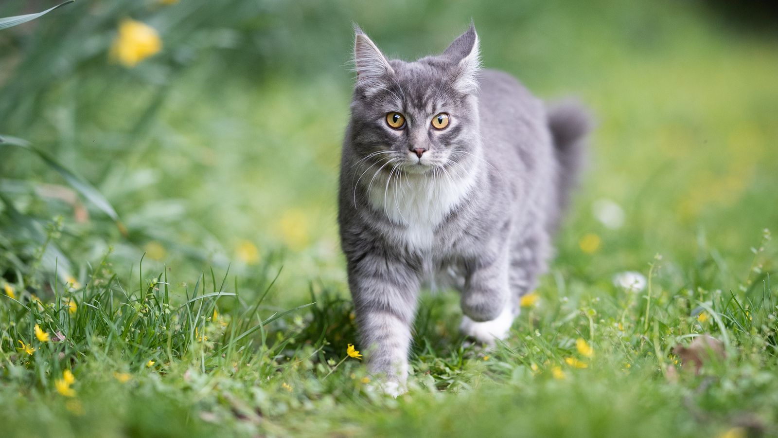 Mystery over claims of shaved cats in Lincolnshire village