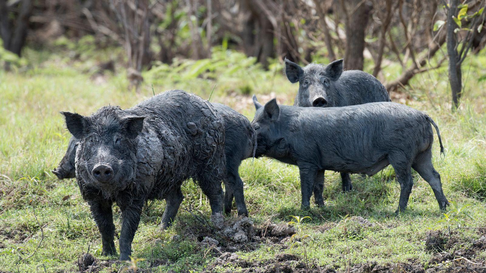 Feral pigs on the loose in Scottish Highlands