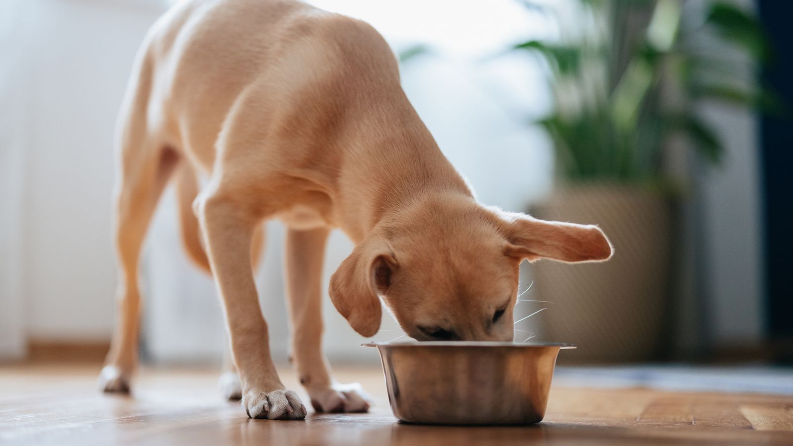 Would your dog eat lab-grown food? Pet treats made from cultivated meat go on sale