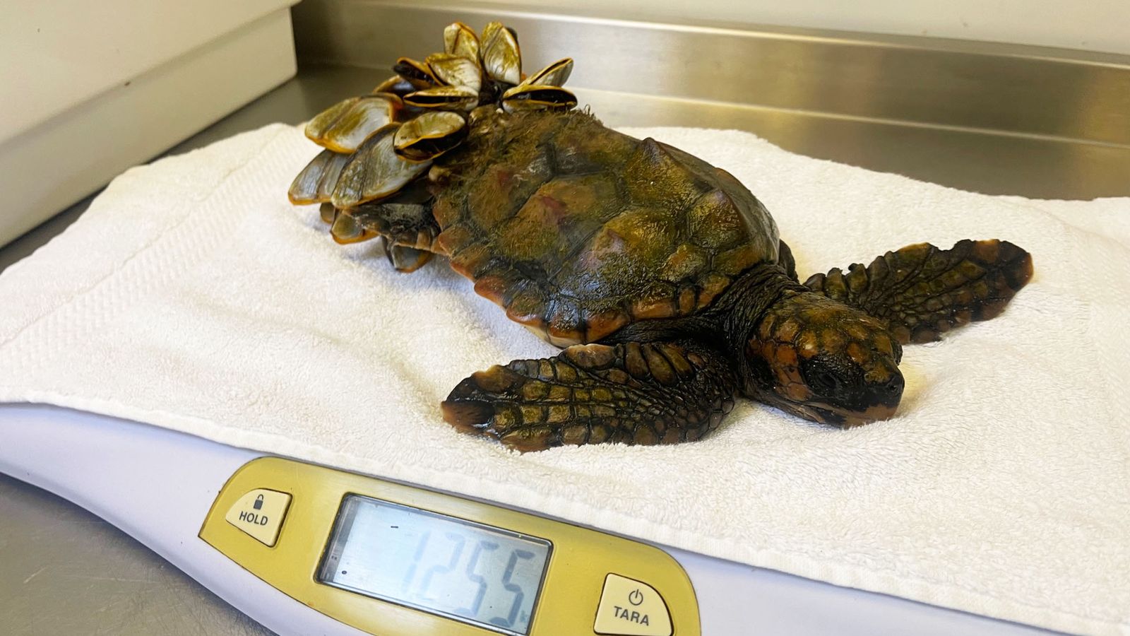 Sea turtle Barnacle Bill treated at UK's first dedicated rehab centre