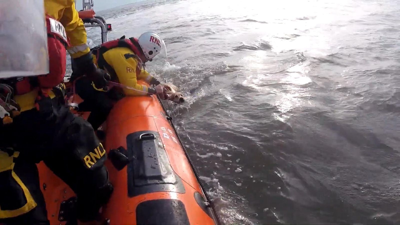 Dog rescued after being swept out to sea in Porthcawl | UK News | Sky News