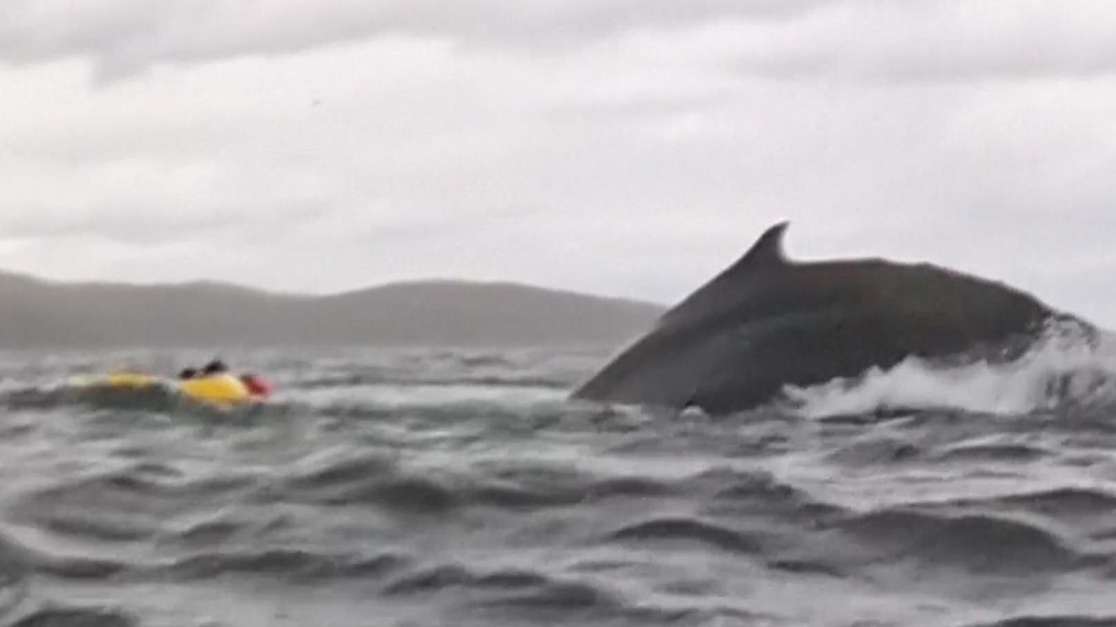 Kayaker swallowed by humpback whale in Chile