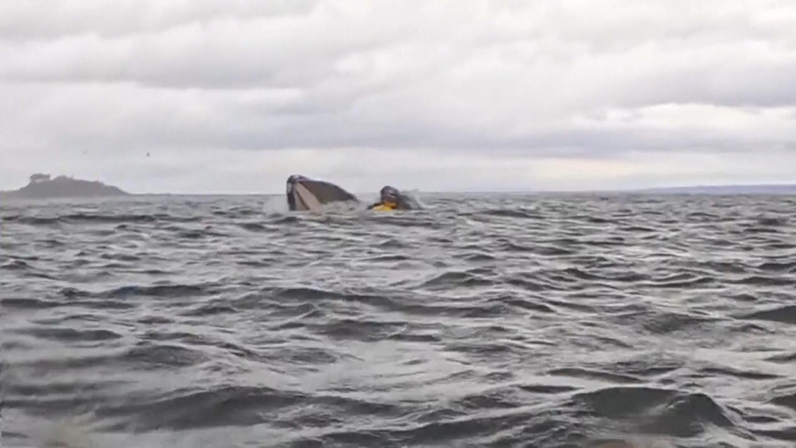 A humpback whale swallowed a kayaker whole, before releasing him shortly after in Chile