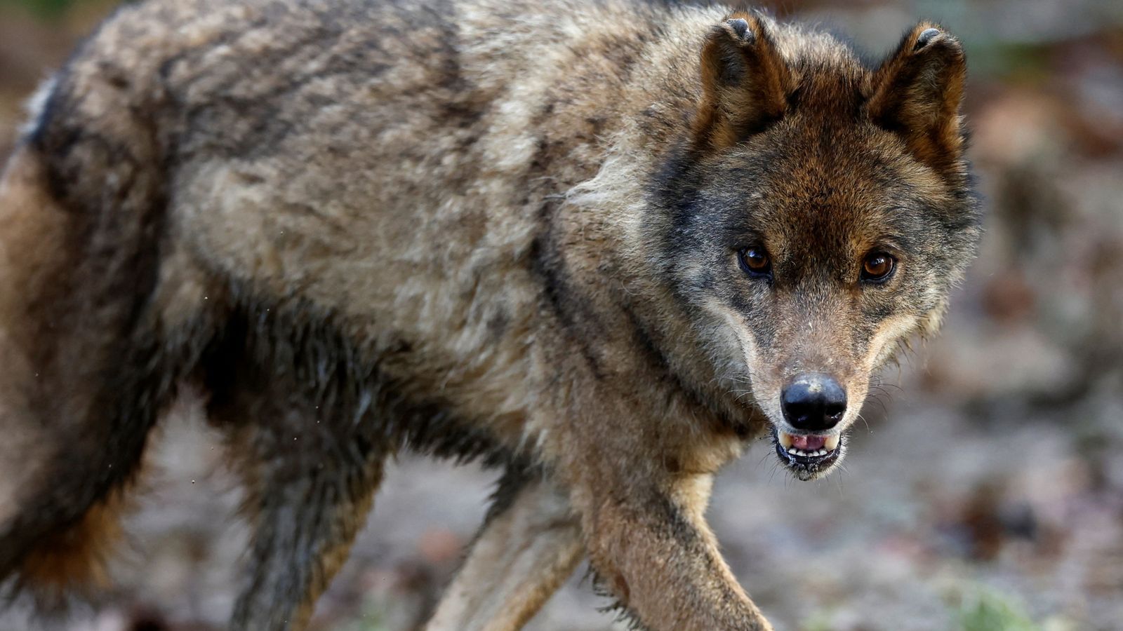 Bring back wolves to Scotland to reach net zero, says controversial research