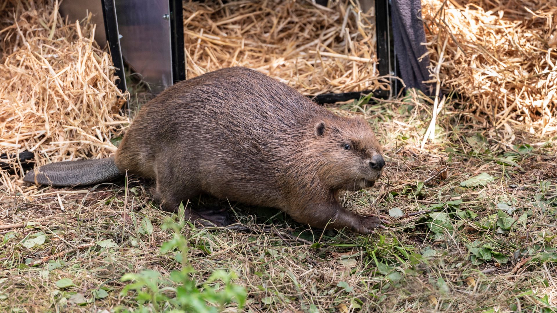 Beavers could help tackle Britain's rising flooding problems, report finds