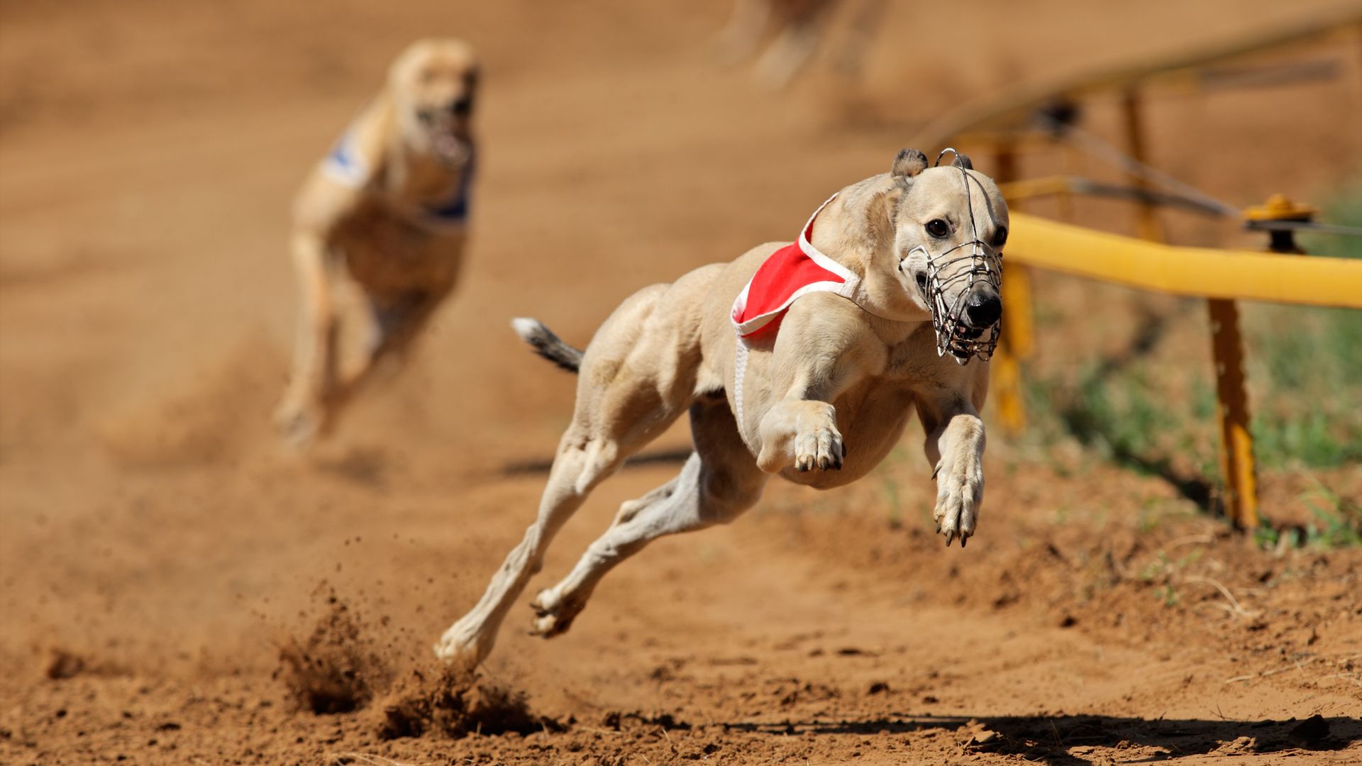 Wales Plans Historic Ban on Greyhound Racing