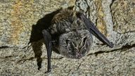 inter census of bats in the wintering grounds of the Podyji National Park in Znojmo district, South Moravian Region, February 6, 2024. Barbastrelle (Barbastella barbastellus) is pictured. Photo/Patrik Uhlir (CTK via AP Images)