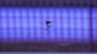 A mosquito, captured by a resident, rests inside a glass enclosure with a UV light trap in Mandaluyong city, Philippines as their village started offering bounty for captured mosquitos, dead or alive, as part of an anti-dengue campaign on Wednesday, Feb. 19, 2025. (AP Photo/Aaron Favila)