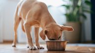 Close up shot of a cute yellow puppy eating its food from a metal bowl at home.
Pic: iStock