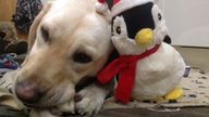 Daisy the labrador was stolen in 2017. Pic: RSPCA / PA