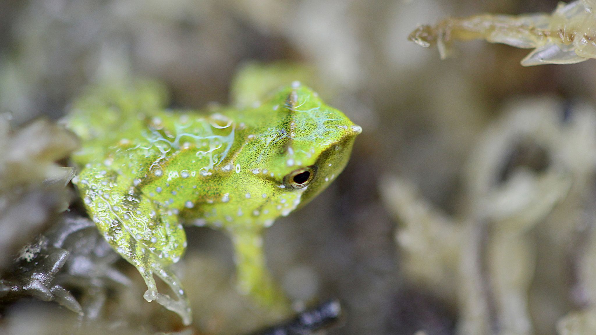 Endangered froglets born after dramatic 7,000-mile rescue mission ...